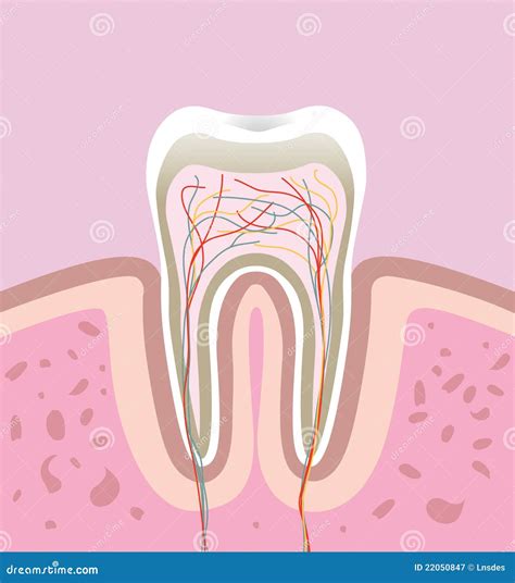 human tooth stock vector illustration  health cementum