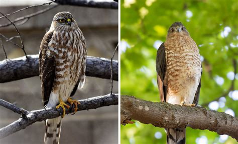 whats  difference sharp shinned hawk  coopers hawk forest preserve district
