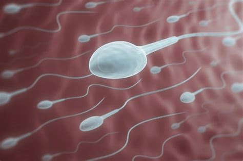 trying to get pregnant seven ways men can boost their fertility and increase sperm count