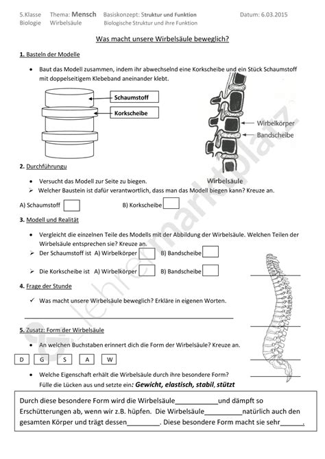 modell aufbau unserer wirbelsaeule teaching biology