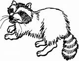 Raccoon Raton Racoon Colorat Desene Designlooter Planse 4kb 1765 sketch template