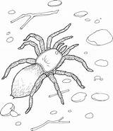Spider Coloring Pages Printable Kids Tarantula Realistic Giant Spiders Sheet Redback Bestcoloringpagesforkids Printables Jumping Daring sketch template