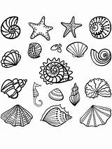 Seashell Coloring4free sketch template