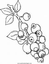 Blueberries Permalink Gratismalvorlagen sketch template