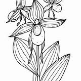 Wildflowers sketch template