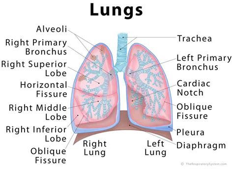 A Healthy Lung Has A Pinkish Appearance And If You Could See It