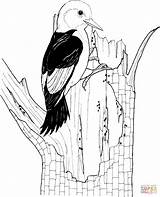 Woodpecker Downy Picchio Woody Coloringbay Picchiarello Woodpeckers sketch template