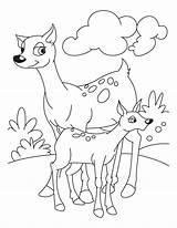 Deer Coloring Pages Fawn Hunting Reindeer Tailed Antlers Head Rein Dog Bucks Getcolorings Kids sketch template