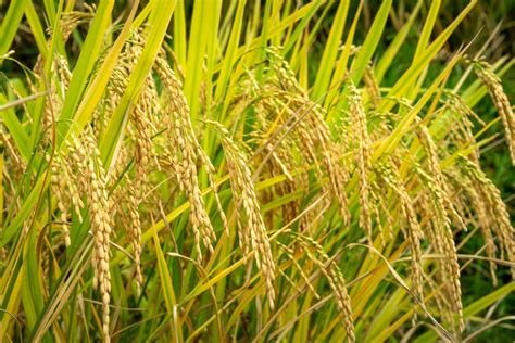 rice plant growing  green field  sunlight  stock photo