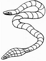 Schlangen Schlange Slangen Ausmalbilder Colorare Malvorlagen Serpent Cobra Ausmalen Serpente Coloriages Slang Ausmalbild Tuyaux Snakes Serpenti Ular Mewarnai Animasi Animierte sketch template