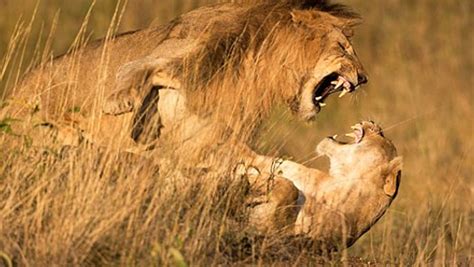 Lions Fighting To Death Brutal Killers No Mercy Video Dailymotion