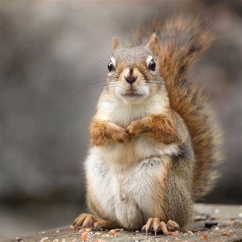 squirrel  power outage  multnomah county oregon huffpost