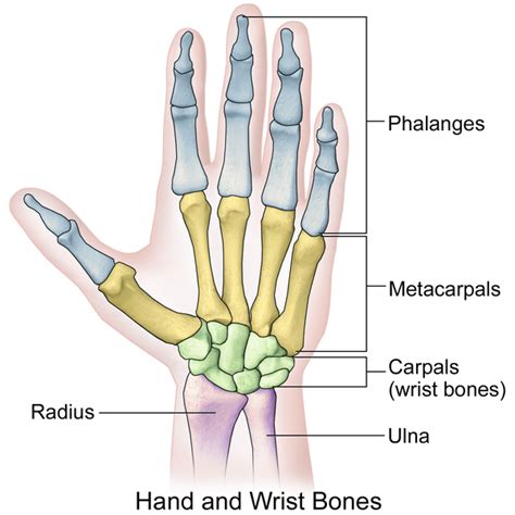 hand anatomy  function bone  spine