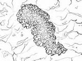 Slug Coloring Mussel Pages sketch template