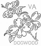 Dogwood Virginia Cornus Turkeyfeathers Block Designlooter Petals sketch template