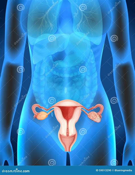 diagramma femminile degli organi genitali  essere umano illustrazione vettoriale
