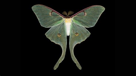 i saw a white moth white moth symbolism moth symbolism