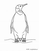 Pingouin Coloriage Imprimer Colorier Coloring Pages Dessin Penguin Dessins Animal Online sketch template