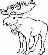 Moose Coloring sketch template