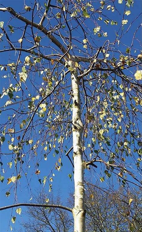 trees with ornamental bark for uk gardens silver birch acer griseum