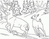 Coloring Deer Mule Pages Popular sketch template