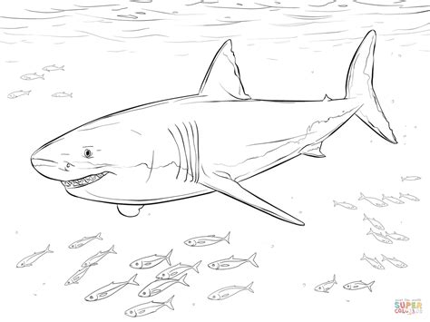 great white shark  pilot fishes shark coloring pages super