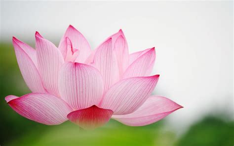 lotus flowers wallpapers wallpaper cave