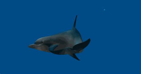 amazing animated dolphin s at best animations
