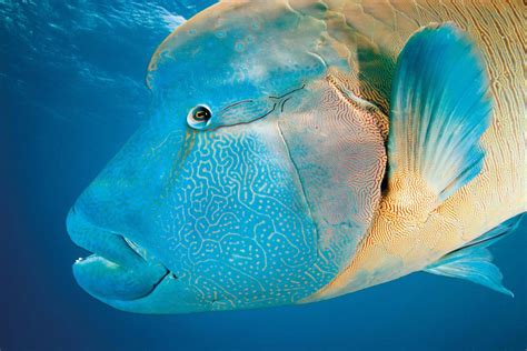 Great Barrier Reef Facts 25 Things You Didn T Know Tnq