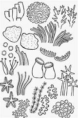 Coloring Underwater Sketch Sea Reefs Sketchite sketch template