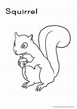 Squirrel Coloring Pages Kids Colouring Printable Colour Squirrels Outline A4 Red Wildlife Line Animal Animals sketch template