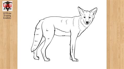 draw  coyote easy drawing step  step coyote sketch art
