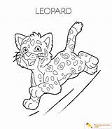 Leopard Playinglearning Cheetah Getcoloringpages Cub Panther Felidae sketch template