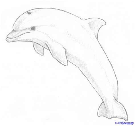 draw  jumping dolphin step  dolphin drawing pictures