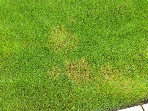 Yellow Brown Spots In Yard Ask An Expert