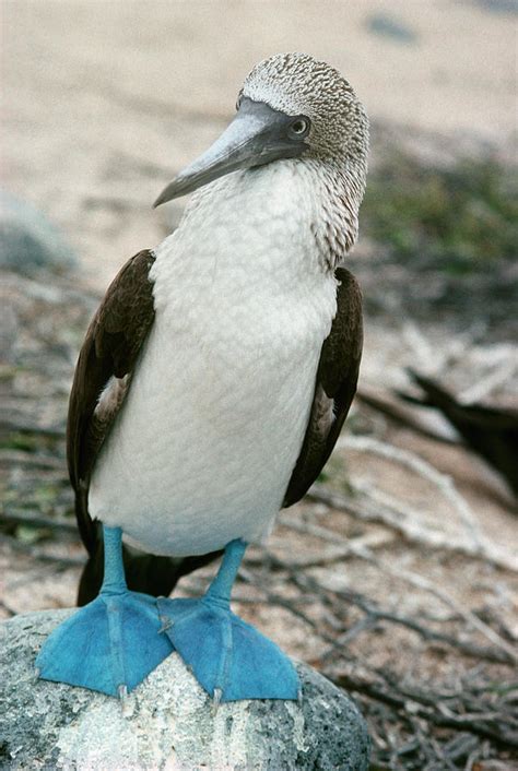Blue Footed Booby Photograph By Georgette Douwma Fine Art America