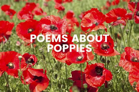 poems  poppies  teaching couple