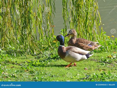 ducks couple stock image image  pair ethology behavior