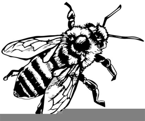 honey bee clipart black  white  images  clkercom vector clip art  royalty
