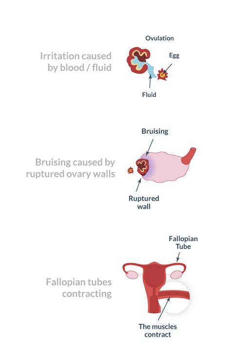 why is ovulating means bad ovulation signs