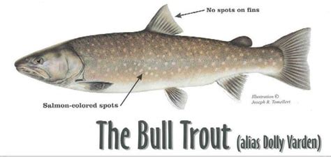 bull trout facts  info troutstercom