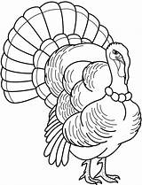 Turkey Drawing Coloring Pages Outline Wild Hand Feathers Drawings Template Line Kids Realistic Printable Thanksgiving Color Head Getdrawings Paintingvalley Colouring sketch template
