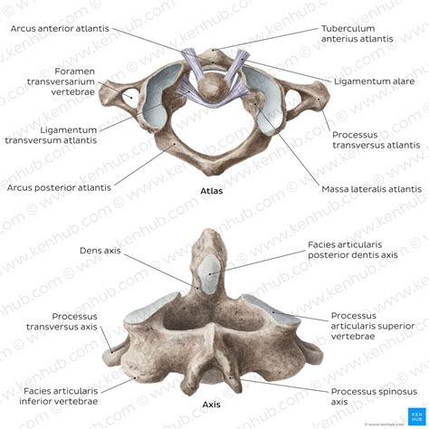 halswirbelsaeule hws anatomie aufbau atlas axis kenhub
