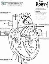Heart Anatomy Human Coloring Pages Drawing Labels Printable Simple Physiology Anatomical Lungs Diagram Template Print Body Color Templates Blood Getdrawings sketch template
