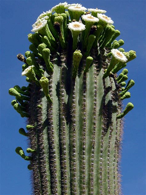 carnegiea gigantea saguaro cactus world  flowering plants