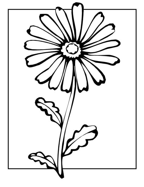 daisy flower coloring page  print  color