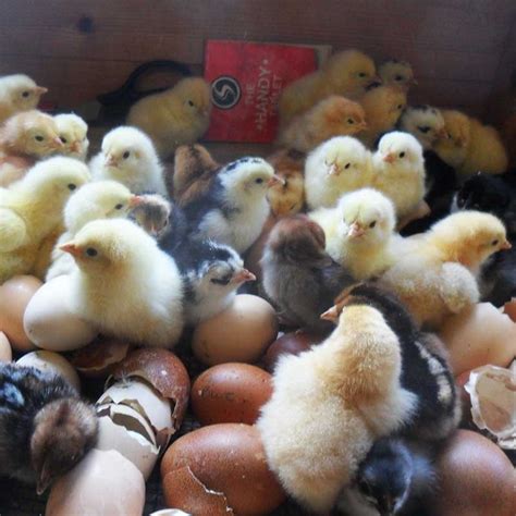 day old chicks please email for available chicks poultry direct