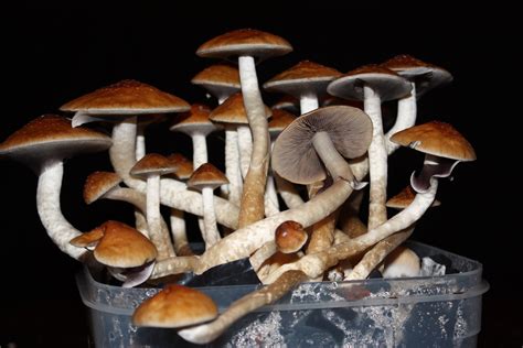 world  rediscovering  medical benefits  psychedelic plants
