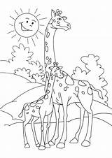 Giraffa Colorare Naif Disegno Versione Pianetabambini Singolarmente sketch template