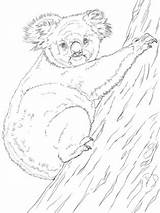 Koala Climbing Koalas Drzewie Ursul Outback Realistic Kleurplaat Kleurplaten Wombat Druku Colorat Klettert Desene Supercoloring Planse Moeilijk Among Kolorowanka Wydrukuj sketch template